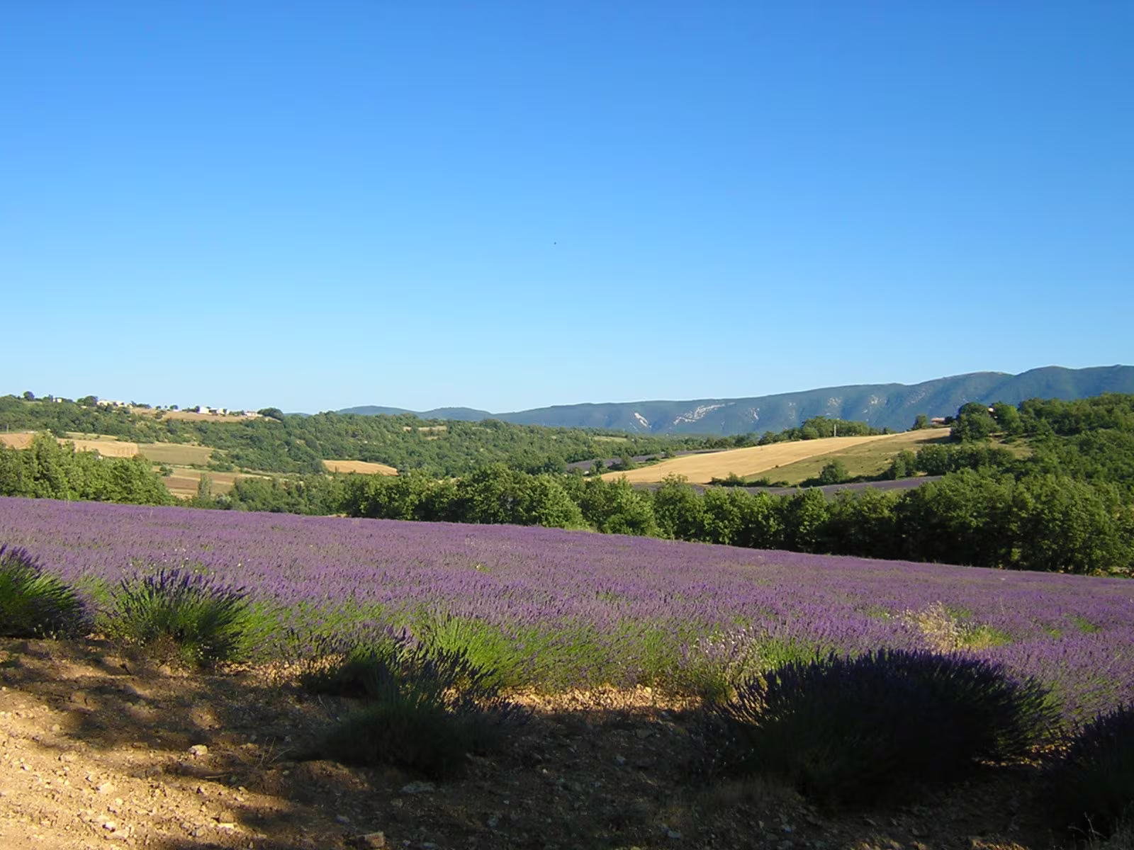 champs de lavande du Luberon